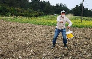Aliağa’da susam çeşitleri analiz sonrasında...