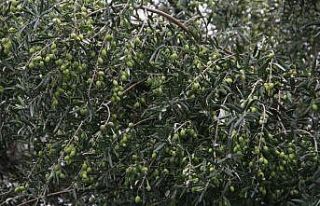 Aliağalı zeytin üreticilerine önemli duyuru