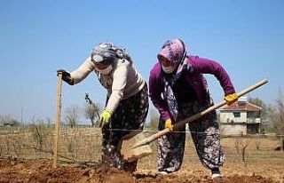 Alternatif tarım ürünlerine kadın eli değiyor