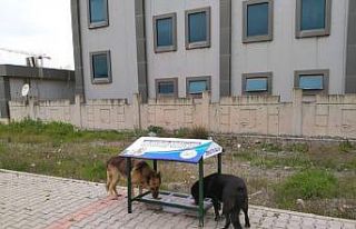 Altınova’da sokak hayvanları unutulmadı