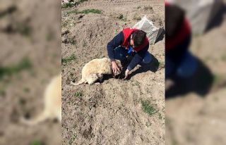 Altıntaş’ta sokak hayvanları unutulmuyor