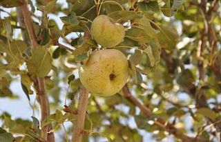 Ankara Armudu Akyurt’un simgesi olacak