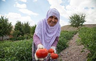 Ankara’da çiftçilere 5 milyon fide desteği