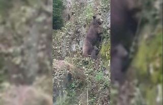 Anne ayının yavrularını kurtarma mücadelesi