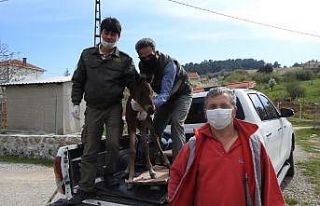 Annesinin terk ettiği yılkı tayına milli park...