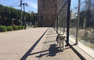 Antalya Valisi Karaloğlu: "Seyahat İzin Belgesi...