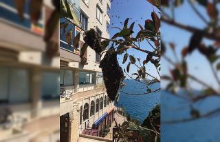 Antalya’da arı alarmı