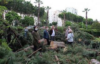 Antalya’da sitede ağaç kesim gerginliği