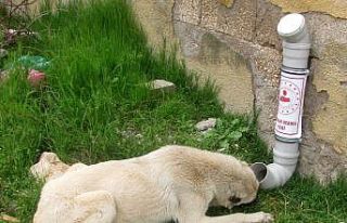 Araban’da sokak hayvanları aç kalmayacak