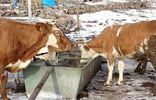Ardahan’da hayvan giriş çıkışları yasaklandı