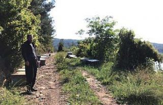 Arı kovanı hırsızı yakalandı