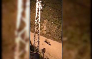Artvin’de ayılardan sonra bu kez aç kalan kurtlar...