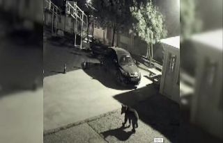 Artvin’de kış uykusundan uyanıp şehre inen ayılar...