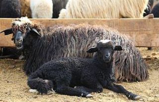 Artvin’de kuzuların anneleriyle buluşması görüntülendi