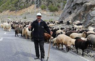 Artvin’de yaylalara göç başladı