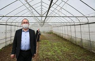 Artvin’de yerel ata tohumları korunuyor