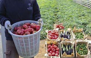 Ata tohumları ürünlerini verdi