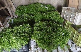 Ata tohumlarından üretilen domates fidelerinin dağıtımına...