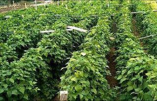 Atakum’da Nebiyan fasulyesi için alım garantili...