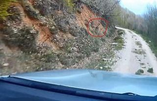 Av koruma çalışmaları esnasında ekiplere yakalanan...