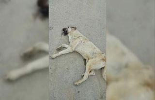 Av tüfeği ile vurulan köpeğin failinin bulunulması...