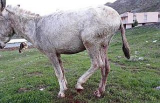 Ayağı kopan katır tedavi altına alındı