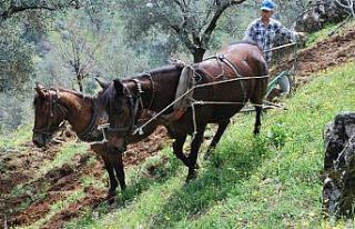 Aydın Ziraat Odası’ndan çiftçiye ‘daha çok...