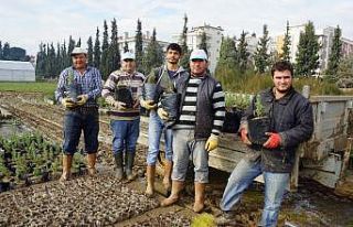 Aydın’da 1 milyon 718 bin fidan toprakla buluştu