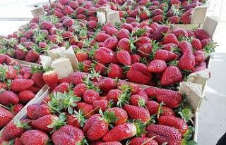 Aydın’da çilek üreticilerinin sorunları çözülecek