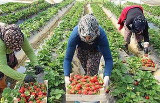 Aydın’da çilek üretimi başladı