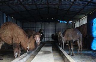 Aydın’da develer kölesteye erken alındı