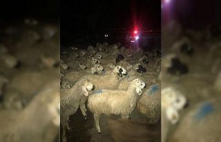 Aydın’da polis ekipleri, ağılda bulunmayan 210...