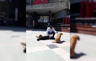 Aydın’da sokak hayvanları yalnız bırakılmadı