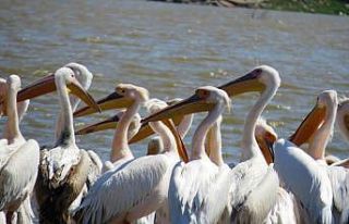 Ayıtdere göleti pelikanların uğrak yeri oldu