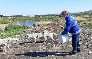 Ayvalık’ta sokak hayvanlarına 3 ton mama dağıtıldı