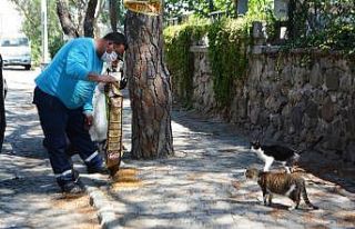 Ayvalık’ta sokak hayvanlarına belediye ve hayvan...