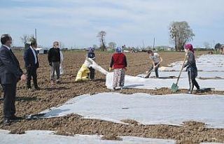 Bafra Ovası’nda örtü altı karpuz fideleri toprakla...