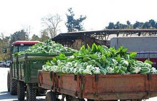 Bafra’da halden sebze sevkıyatı devam ediyor