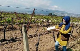 Bağlarda hastalık taraması yapılıyor