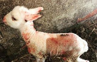 Baharın habercisi kuzular özenle büyütülüyor