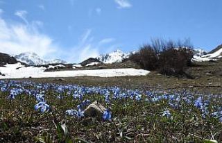 Baharın müjdecisi çiğdem ve nergisler Erzincan’da...
