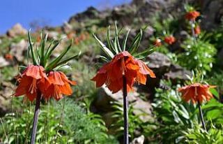 Baharın müjdecisi ters laleler Bitlis’te açmaya...