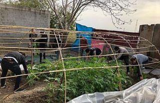 Bahçesine Hint keneviri serası kuran zanlıdan korona...