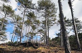 Balıkesir’deki ormanlar gençleşiyor