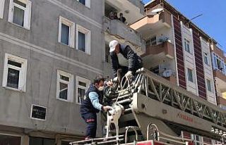 Balkonda unutulan köpek kurtarıldı