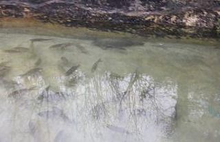 Barajda yakaladığı balıkları havuzunda stokladığı...