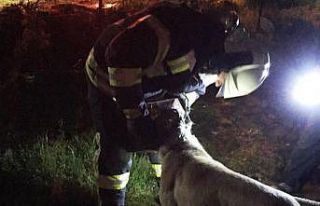 Başı tenekeye sıkışan köpeğin imdadına itfaiye...