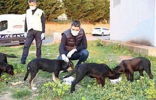 Başkan Gökhan Yüksel sokak hayvanları için mama...