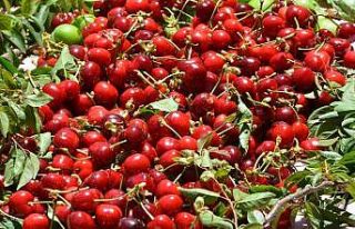 Başkan Soyer’den kiraz hasadına destek çağrısı