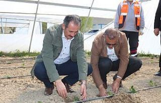 Başkan Tanış fideleri toprakla buluşturdu